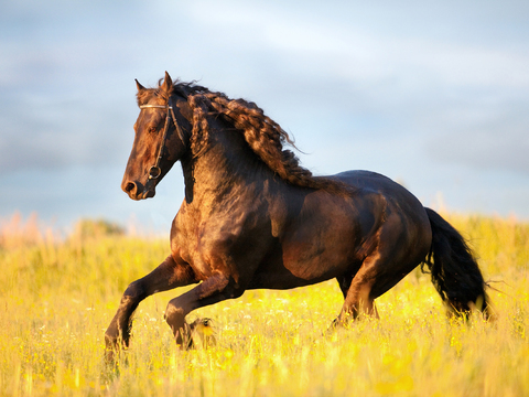 Horse Colts White Horse Black Horse