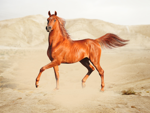 Horse Colts White Horse Black Horse