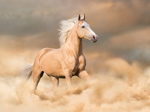 Horse Colts White Horse Black Horse