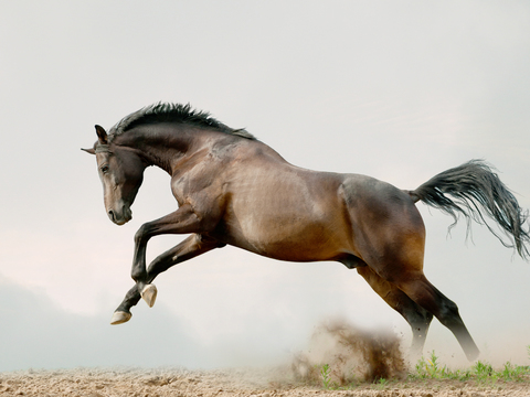 Horse Colts White Horse Black Horse