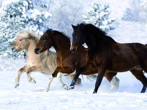 Horse Colts White Horse Black Horse