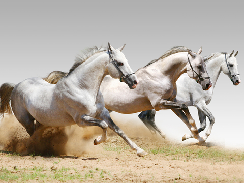 Horse Colts White Horse Black Horse