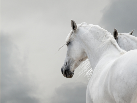 Horse Colts White Horse Black Horse