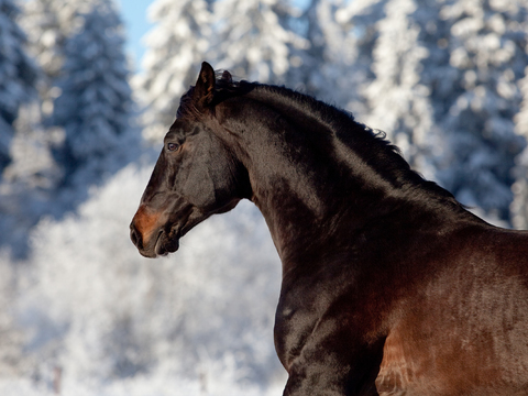 Horse Colts White Horse Black Horse