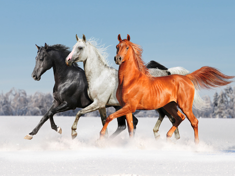 Horse Colts White Horse Black Horse