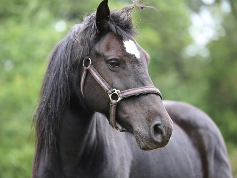 Horse Colts White Horse Black Horse