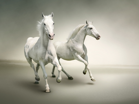 Horse Colts White Horse Black Horse