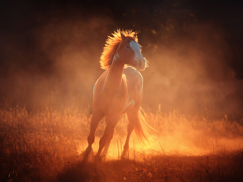 Horse Colts White Horse Black Horse