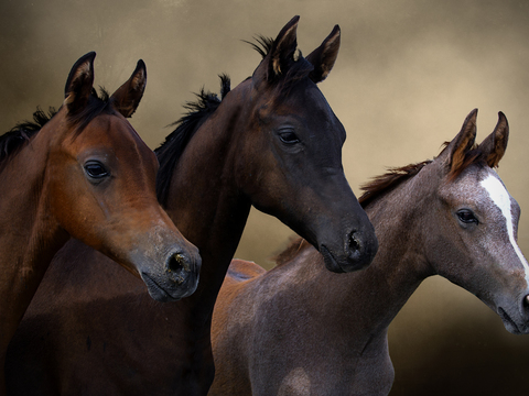 Horse Colts White Horse Black Horse