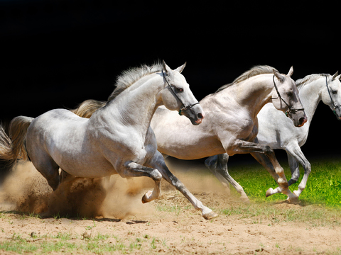 Horse Colts White Horse Black Horse