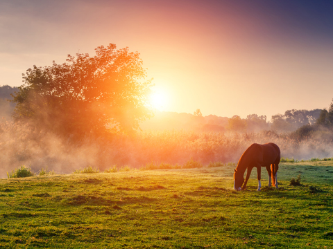 Horse Colts White Horse Black Horse