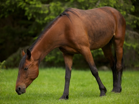 Horse Colts White Horse Black Horse