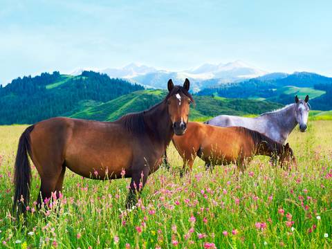 Horse Colts White Horse Black Horse