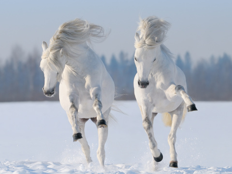 Horse Colts White Horse Black Horse