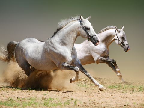 Horse Colts White Horse Black Horse