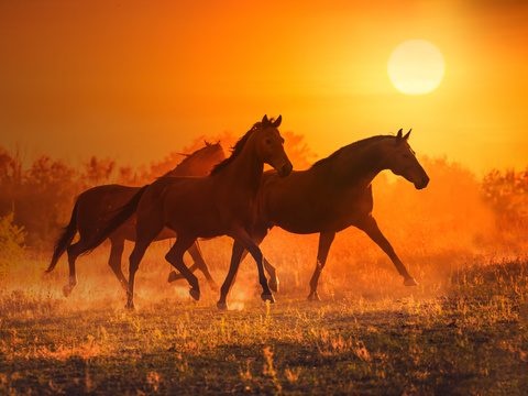 Horse Colts White Horse Black Horse