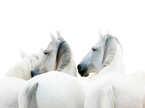 Horse Colts White Horse Black Horse