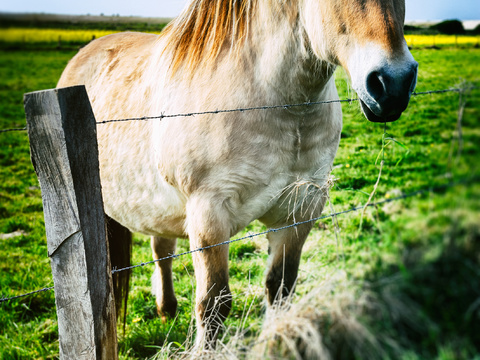 Horse Colts White Horse Black Horse