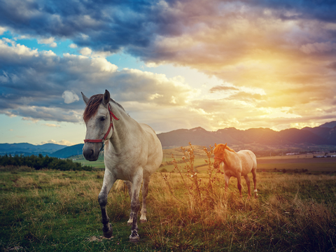 Horse Colts White Horse Black Horse