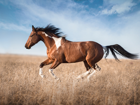 Horse Colts White Horse Black Horse