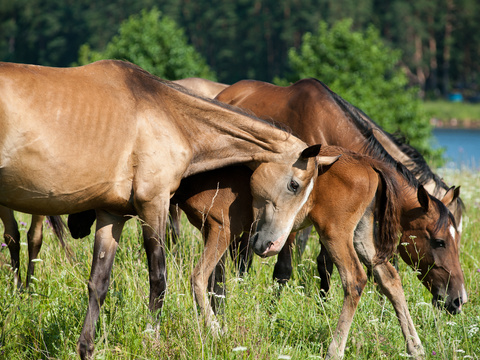 Horse Colts White Horse Black Horse