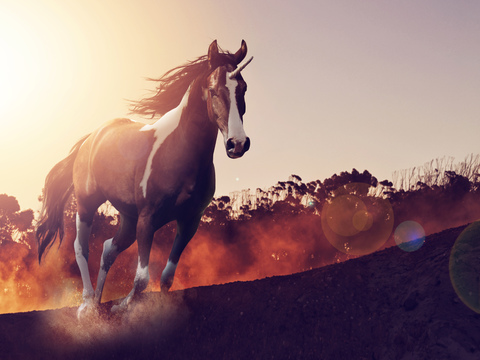 Horse Colts White Horse Black Horse