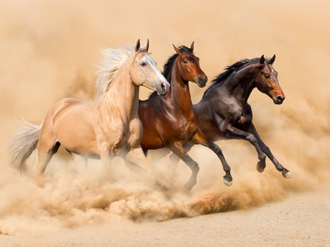 Horse Colts White Horse Black Horse