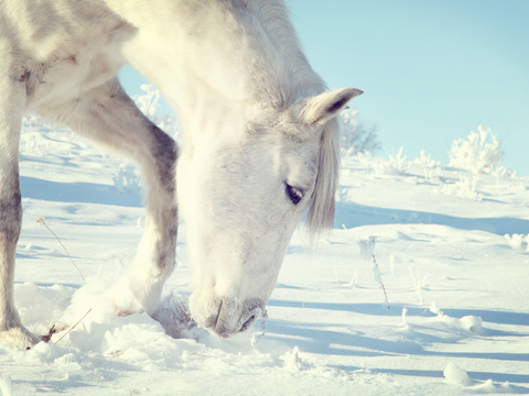 Horse Colts White Horse Black Horse