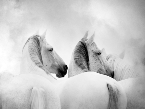 Horse Colts White Horse Black Horse