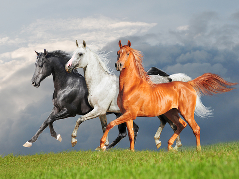 Horse Colts White Horse Black Horse