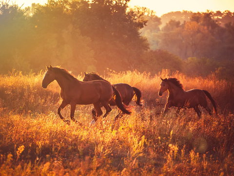 Horse Colts White Horse Black Horse