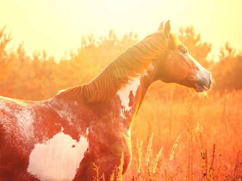 Horse Colts White Horse Black Horse