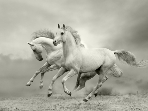 Horse Colts White Horse Black Horse