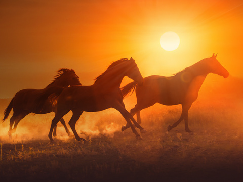 Horse Colts White Horse Black Horse