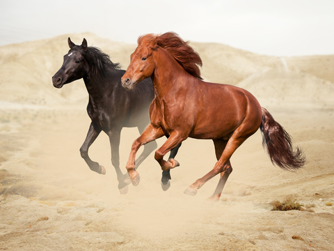 Horse Colts White Horse Black Horse