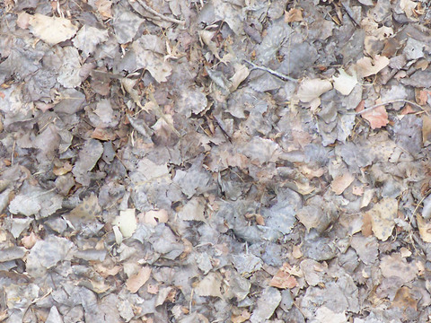 seamless poplar forest leaves litter ground