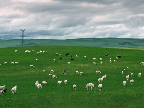 Scenery of Sheep in Inner Mongolia Grassland