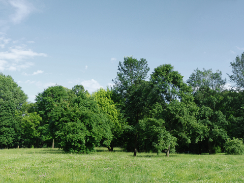 Exterior Trees Sky