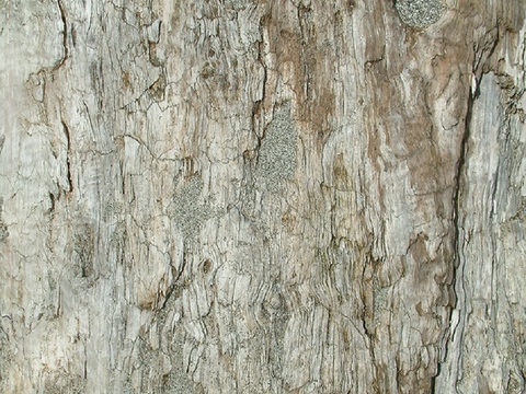 Seamless cracked dry bark trunk texture