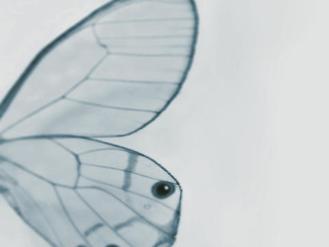 Grey Blue Butterfly Wallpaper