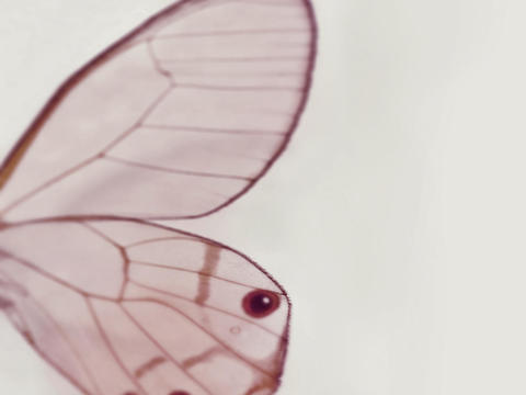 Grey Pink Butterfly Wallpaper