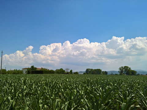 Rural landscape landscape