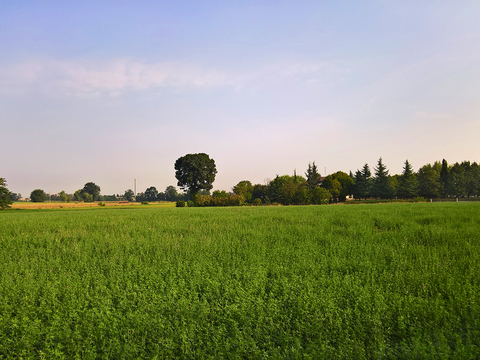 Rural landscape landscape