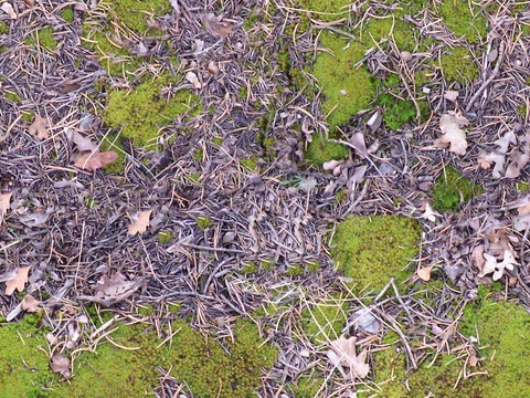 seamless moss litter turf ground