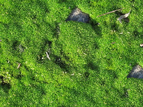 Seamless Courtyard Garden Moss Lawn Turf Grass Rock Ground