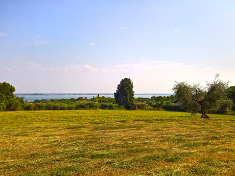 Rural landscape landscape