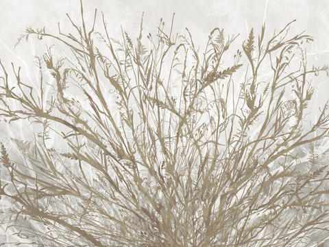 gray plant wallpaper