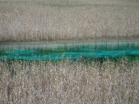 Abstract reed landscape painting