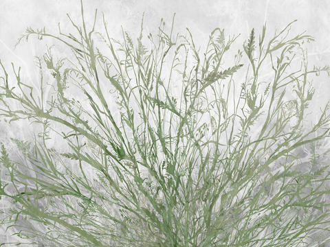 gray green plant wallpaper