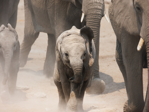 elephant wildlife animal